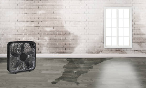 Best Carpet water damage restoration  in Westmoreland, TN