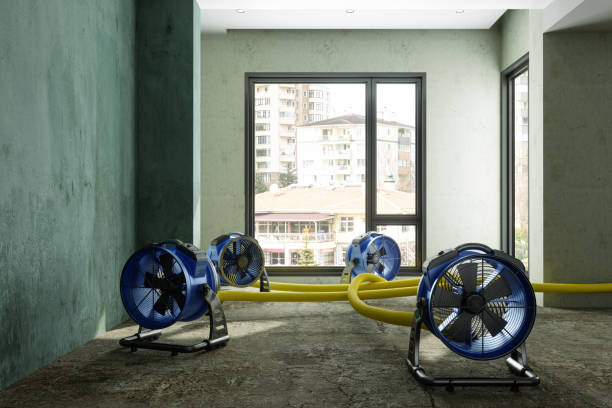 Best Professional water damage repair  in Westmoreland, TN